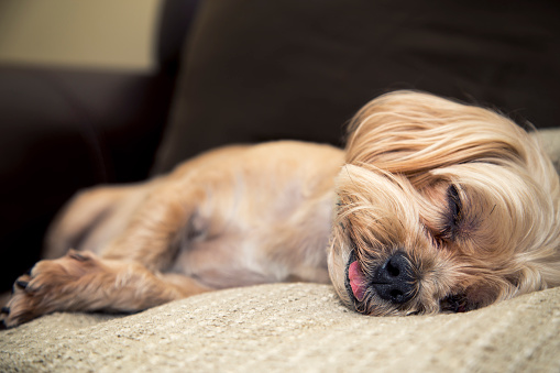 A cute sleeping dog with his tongue hanging out as he is deep asleep on his blanket on the couch.  