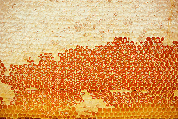 favo de mel  - honey purity raw pollination - fotografias e filmes do acervo