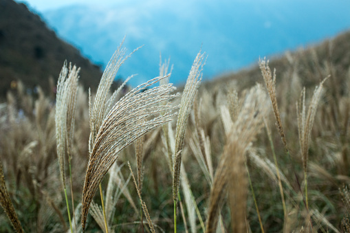 Silvergrass or known as Miscanthus in Autumn on Mountain