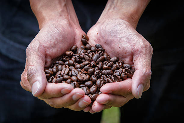 istock Holding coffee beans in the hands 622054672