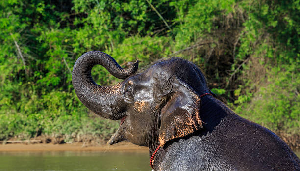 istock Asian Elephants take a bath in Kwae-Noi river 622055452