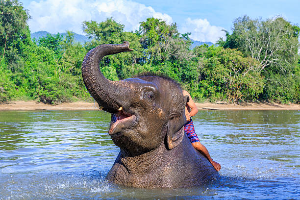 istock Asian Elephants take a bath in Kwae-Noi river 622055578