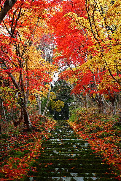istock Autumn leaves of yabakei 622055764
