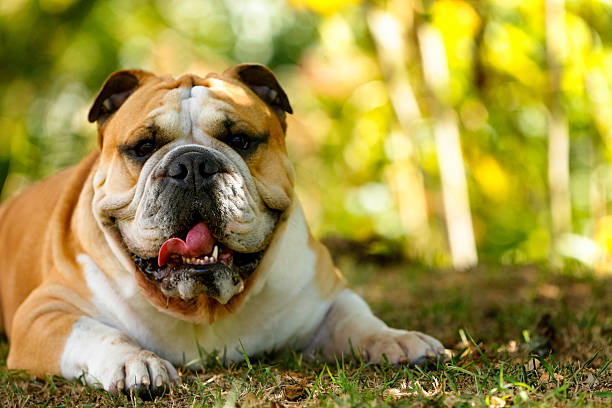 istock Purebreed Englsh Bulldog lying on grass 622056120