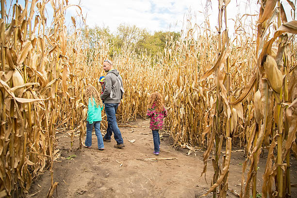 istock Dad & Children Walking Through Autumn Corn Maze 622056438