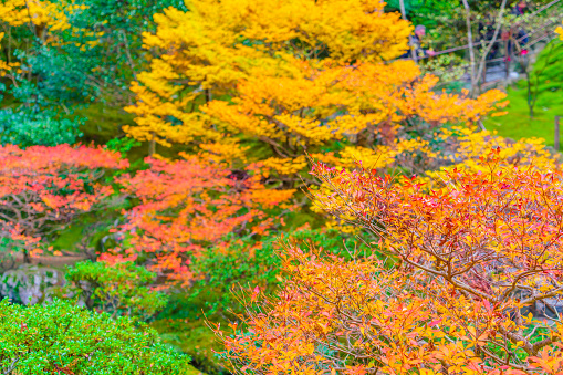Autumn Colored Tree