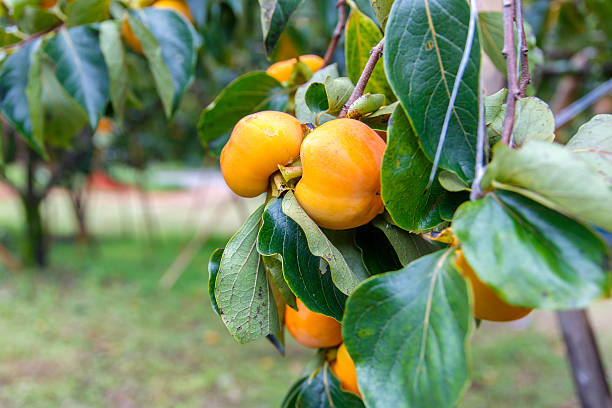 istock Unripe persimmon & fresh green 622058058