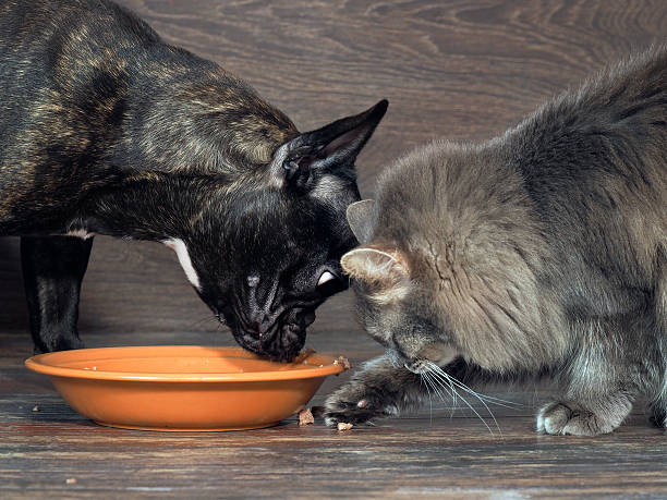 istock Cat and Dog eating food from a plate 622059752