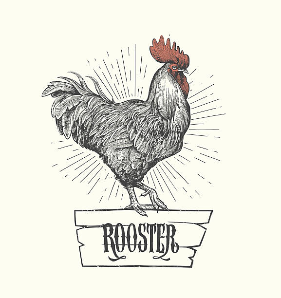 Rooster in graphic style, hand drawn illustration. Vector Rooster in graphic style, hand drawn illustration. rooster stock illustrations