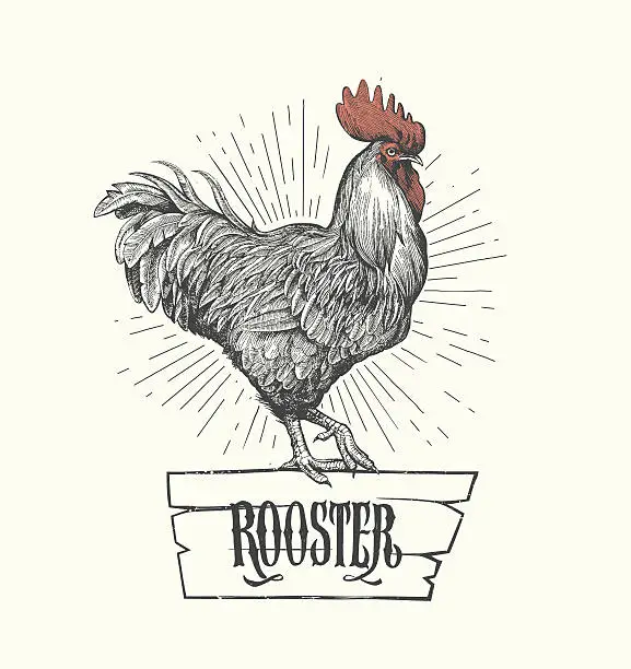 Vector illustration of Rooster in graphic style, hand drawn illustration. Vector