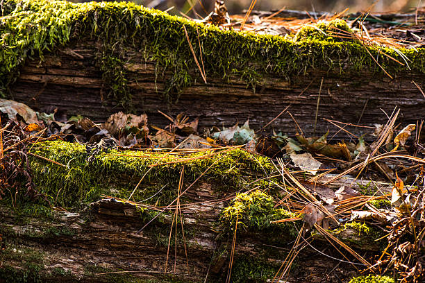 istock natural old wood - bark in moss 622060806
