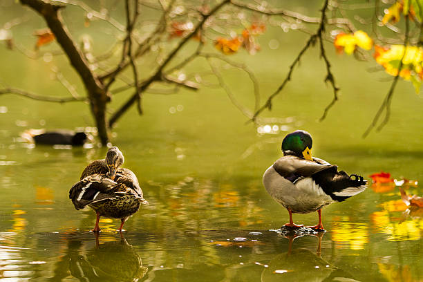 istock Pair of ducks in a Pond 622060872