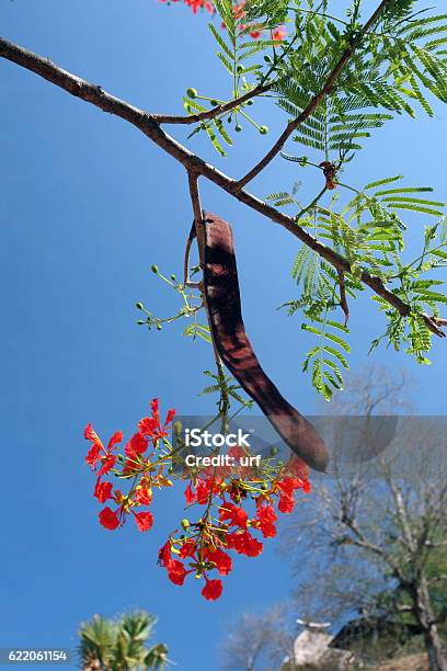 Asia East Timor Timor Leste Raca Nature Stock Photo - Download Image Now - Asia, Bean, East Timor