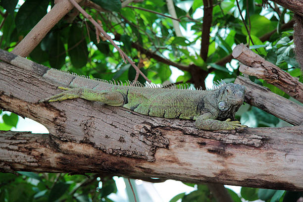 istock iguana in the zoo of Budapest 622061448
