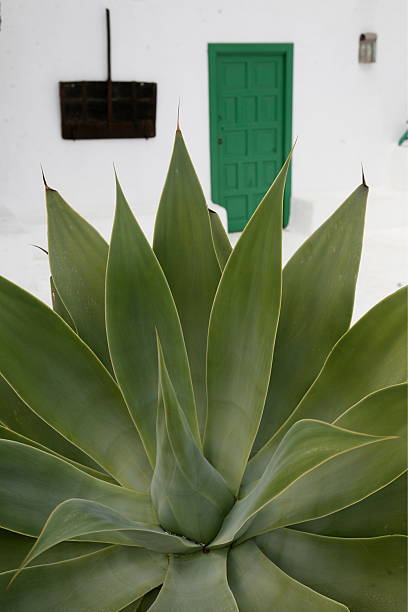 istock EUROPE CANARY ISLANDS LANZAROTE 622062860