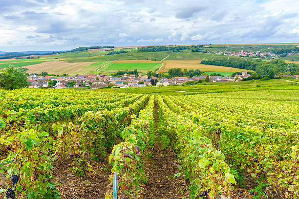 champagne vineyards at sunset, montagne de reims - montagne sol imagens e fotografias de stock