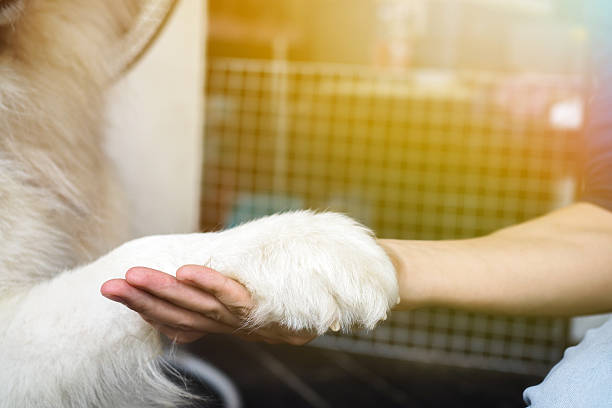istock Dog hand shaking with human - friendship and pet training 622063726
