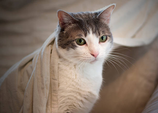 istock Muzzle of cat hidden between the covers. very tender! IV 622064014