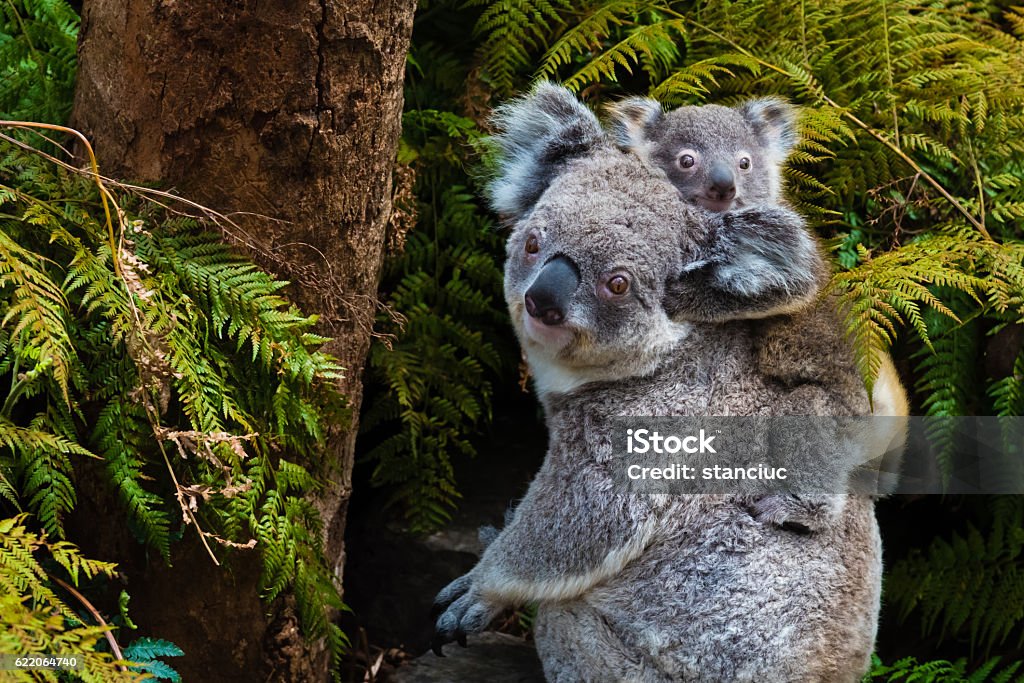 Australische Koala Bär natives Tier mit Baby - Lizenzfrei Koala Stock-Foto