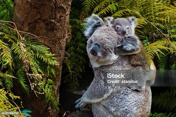 Australische Koala Bär Natives Tier Mit Baby Stockfoto und mehr Bilder von Koala - Koala, Australien, Wilde Tiere