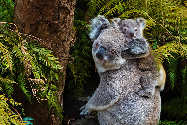 Australian koala bear native animal with baby Australian koala bear native animal with baby on the back. koala tree stock pictures, royalty-free photos & images
