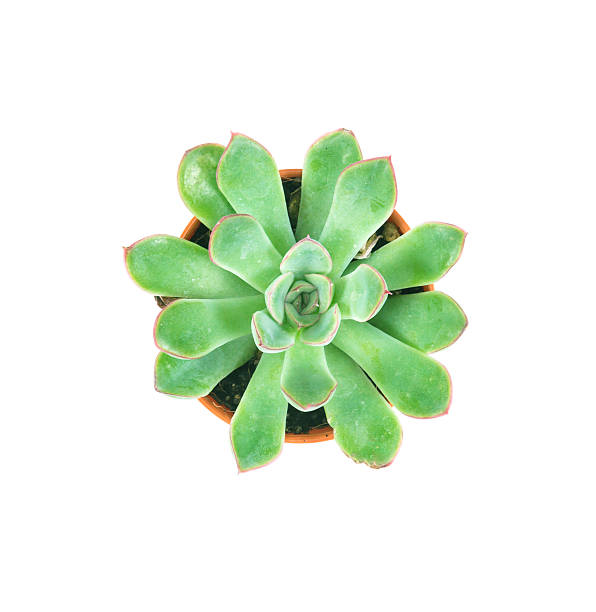 istock succulents plant in pot on white background 622064790