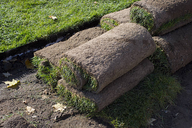 istock Gardener applying turf rolls in the backyard 622066596