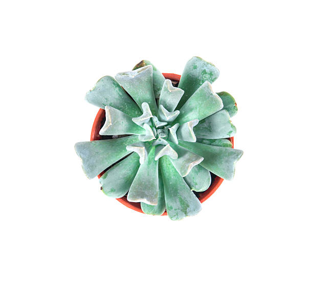 istock succulents plant in pot on white background 622066990