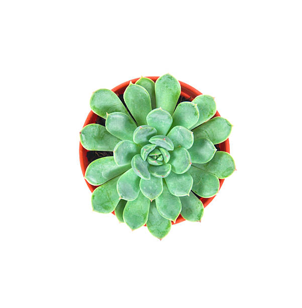 istock succulents plant in pot on white background 622067000