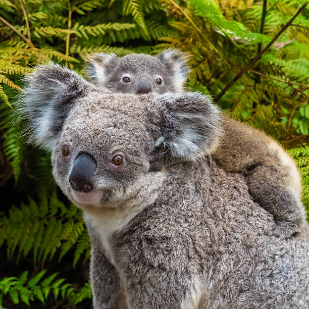 istock Australian koala bear native animal with baby 622068530