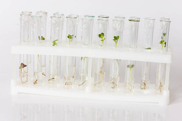 istock Biotechnological research in the laboratory 622069250