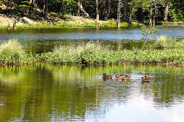View of a duck family in Oles pond. Aran valley View of a family of ducks in the Oles pond. Aran valley in the Catalan Pyrenees, Spain duck family stock pictures, royalty-free photos & images