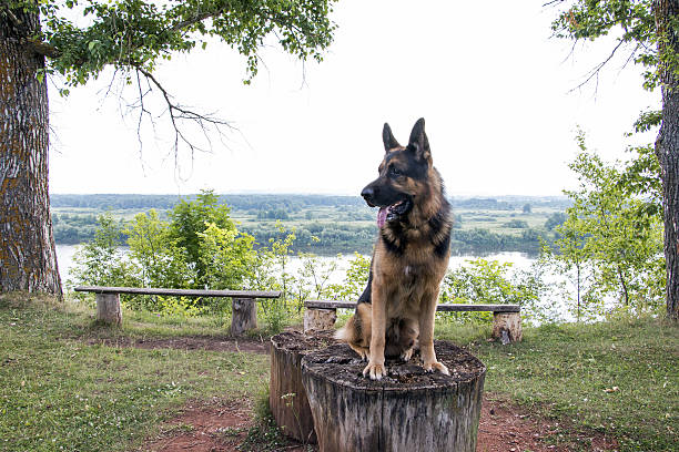 Dog german shepherd at summer day