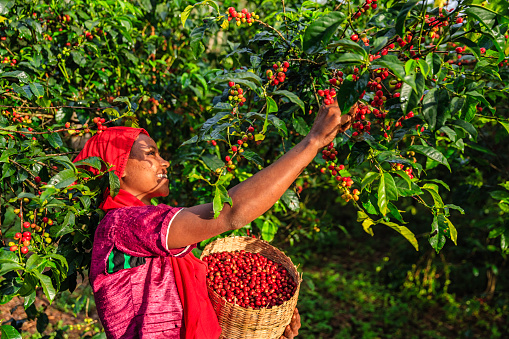 Joven africana recogiendo cerezas de café, África oriental photo