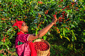 Young African woman collecting coffee cherries, East Africa