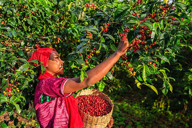 молодая африканская женщина, собирающих кофейную вишню, восточная африка - ethiopia стоковые фото и изображения