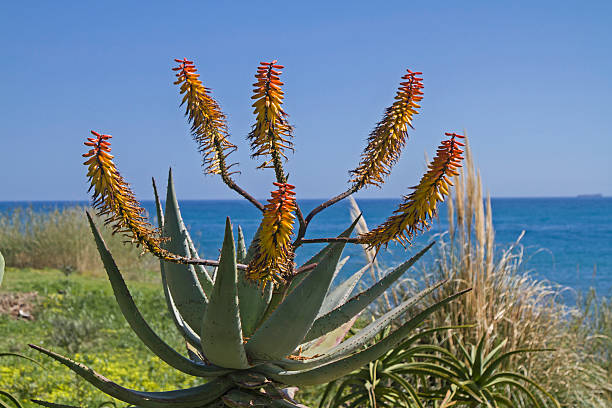 istock Cacti splendor on the Riviera 622071748