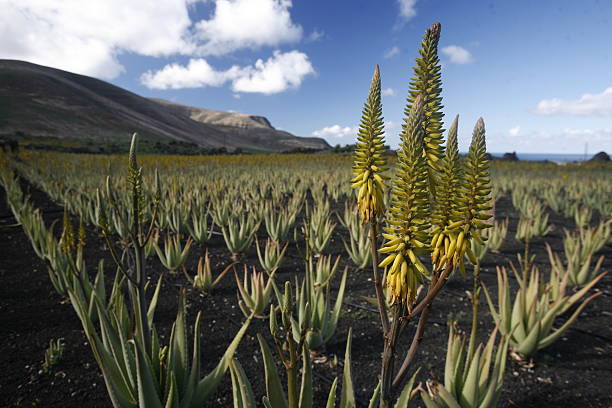 istock EUROPE CANARY ISLANDS LANZAROTE 622072550