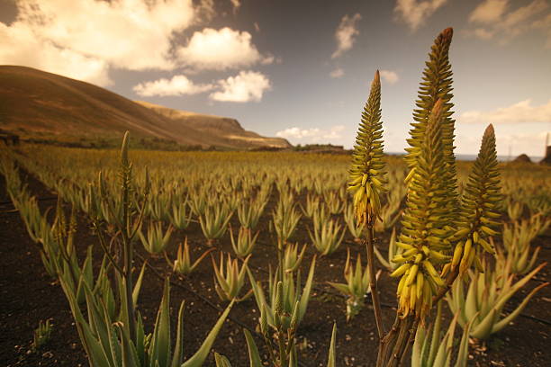 istock EUROPE CANARY ISLANDS LANZAROTE 622072648