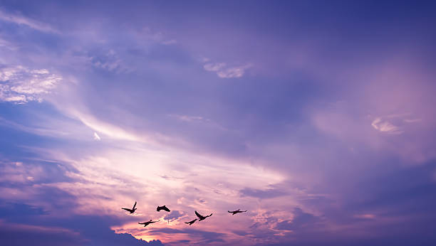 istock Bright sky on sunset or sunrise with flying birds 622074720