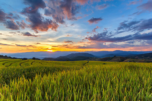istock Green Terraced Rice Field in Pa Pong Pieng 622076270