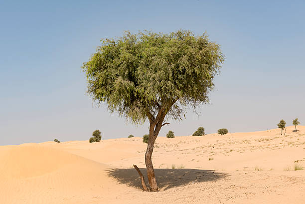 푸른 하늘이 있는 사막 풍경의 가프 나무 - conquering adversity adversity plant desert 뉴스 사진 이미지