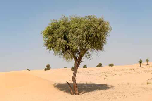 Daytime shot of Middle-Eastern Ghaf tree growing in the arid desert landscape