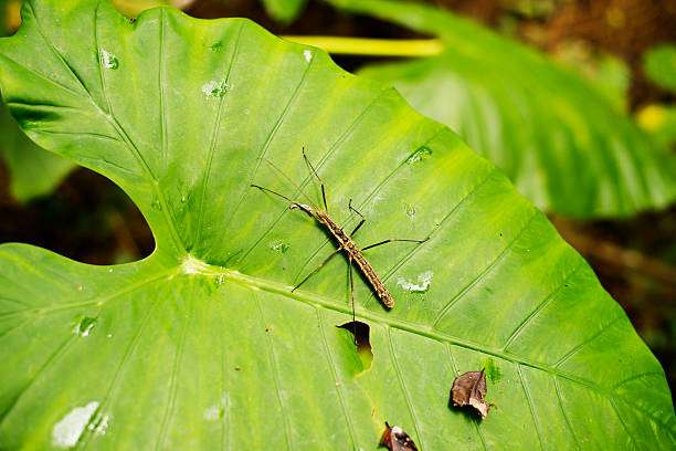 Insect on leaf, beautiful wildlife in nature