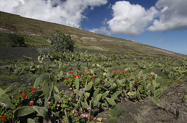 istock EUROPE CANARY ISLANDS LANZAROTE 622177892
