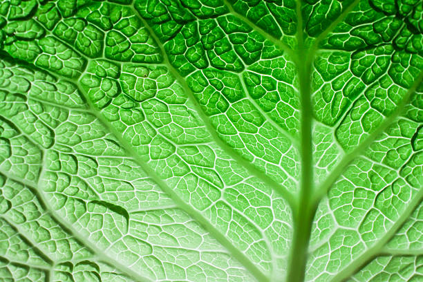 feuille de chou frisé de milan - superfood photos et images de collection