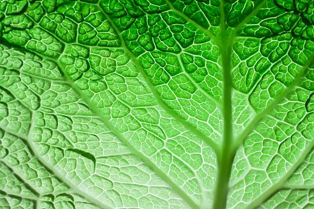Photo of savoy cabbage leaf