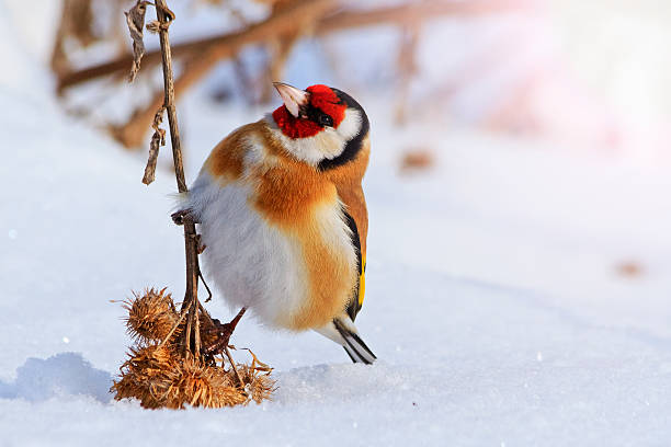 istock Goldfinch sitting on a burdock funny moment with sunny hotspot 622179788