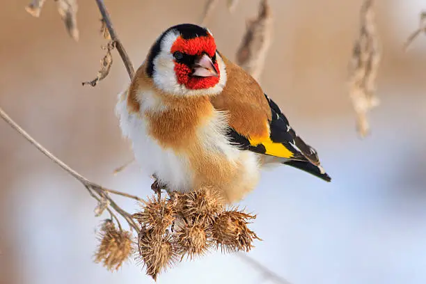 Goldfinch sitting on a burdock in winter sunny day,colored bird in the snow, cold, frost, fun time,Carduelis carduelis