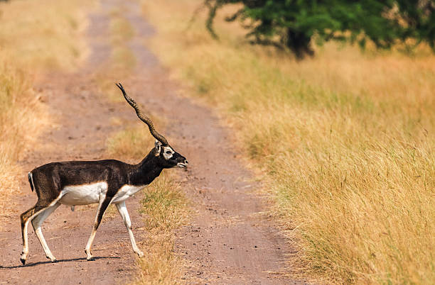 istock Male black buck deer side shot 622180582